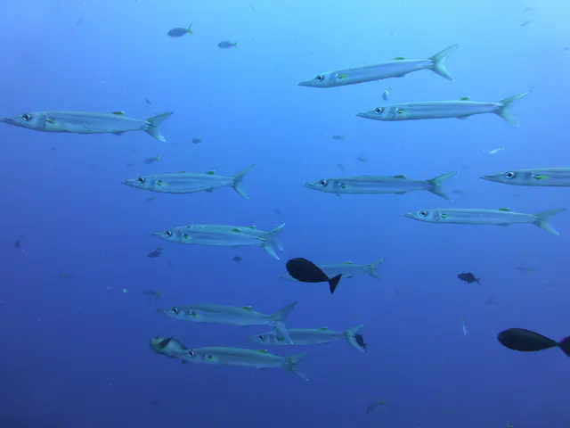 Underwater photograph by Joel Bergsma