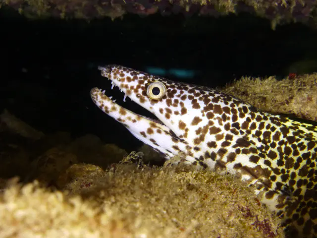 Underwater photograph by Joel Bergsma