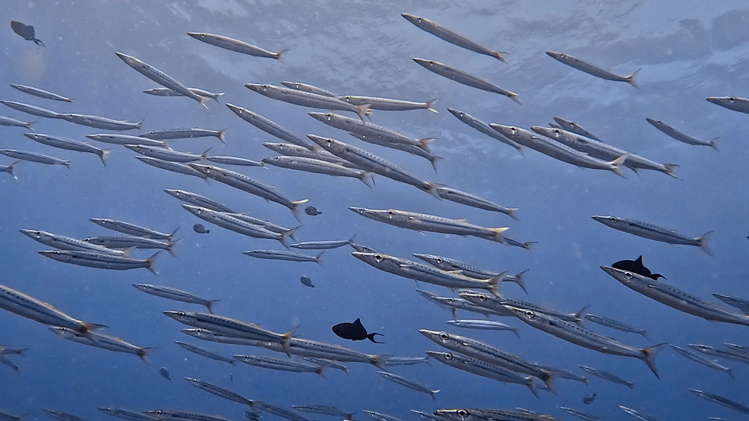 Philippines underwater photograph, 2026