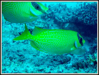 Masked Rabbitfish.