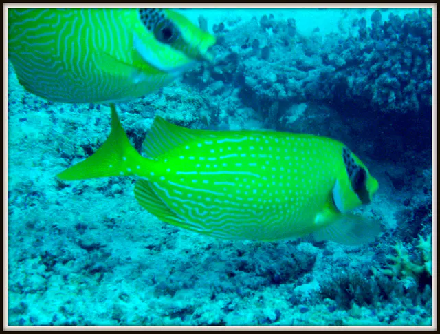 Masked Rabbitfish.