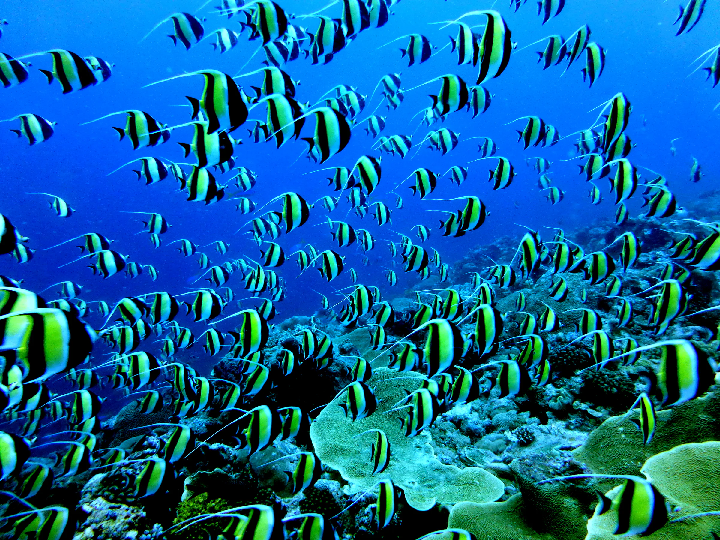 Moorish Idol, Palau, 2016