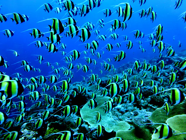 Underwater photograph by Joel Bergsma