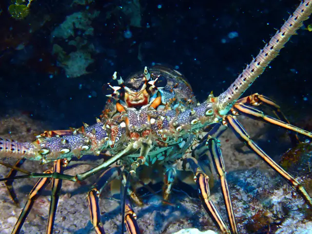 Underwater photograph by Joel Bergsma