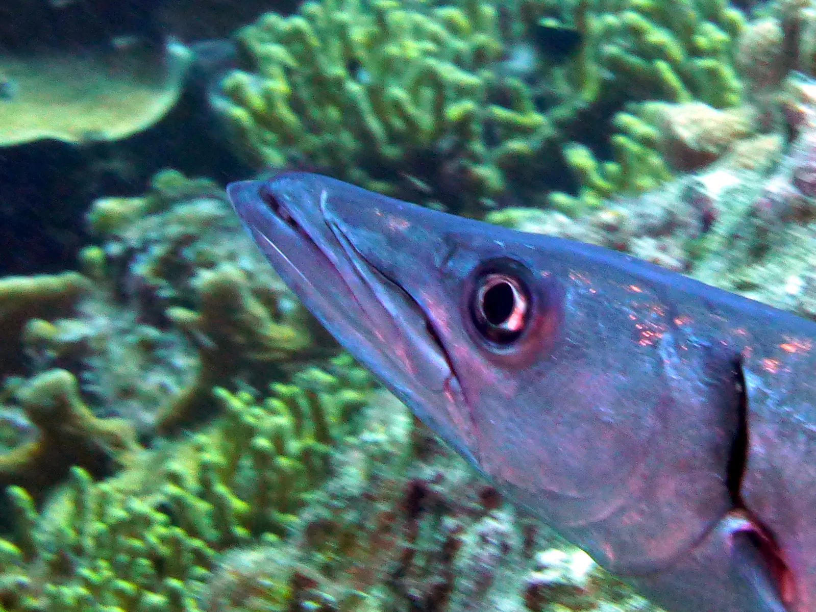 Barracuda, Bonaire, 2013