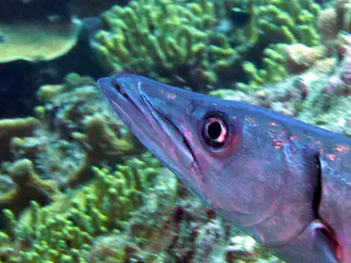 Underwater photograph by Joel Bergsma