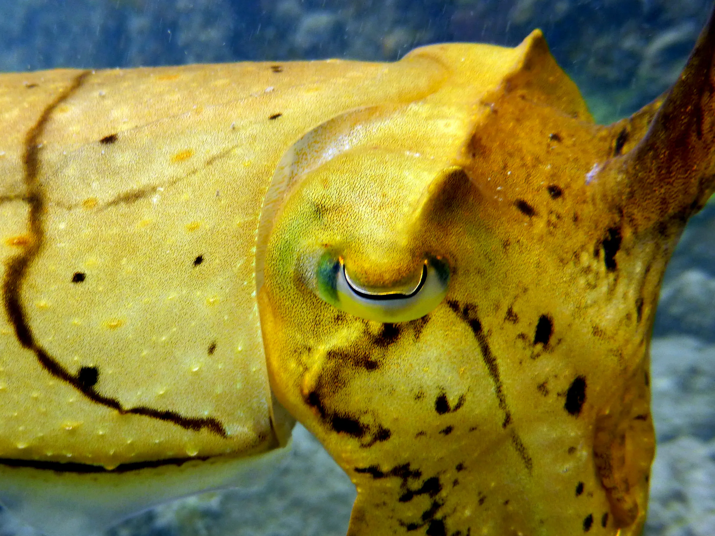 Cuttlefish, Palau, 2013