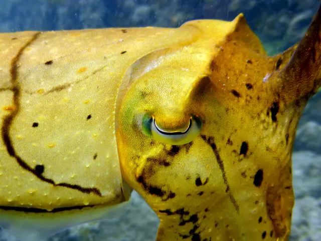 Underwater photograph by Joel Bergsma