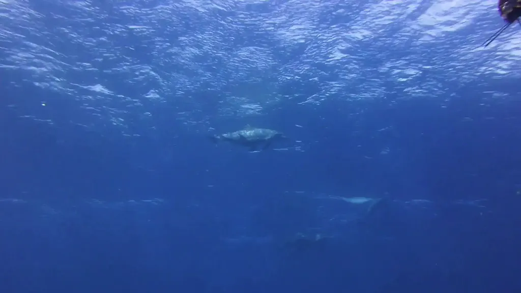 Dolphins