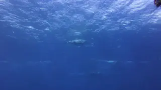Dolphins