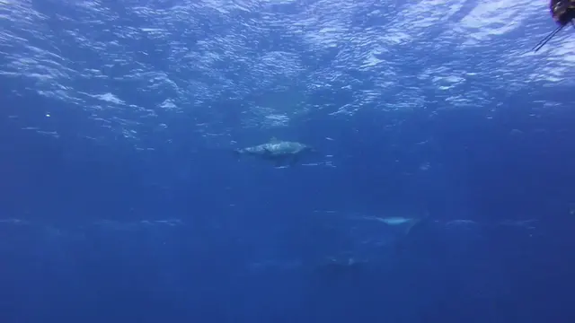 Dolphins