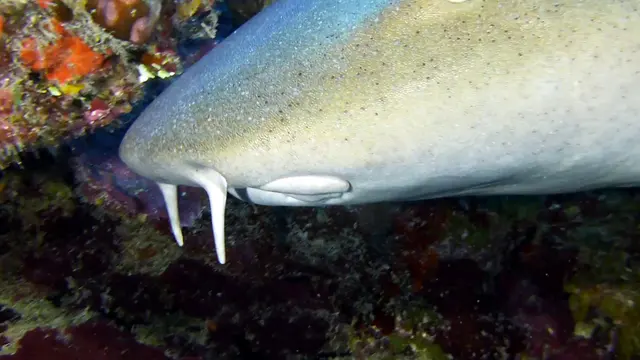 Nurse Shark