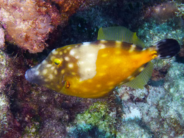 Underwater photograph by Joel Bergsma