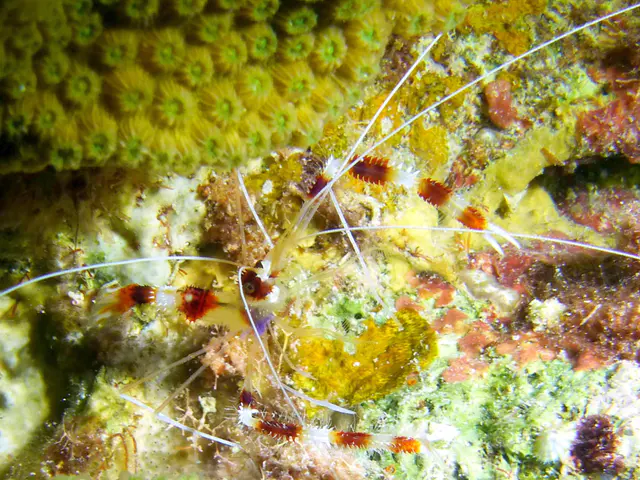 Underwater photograph by Joel Bergsma