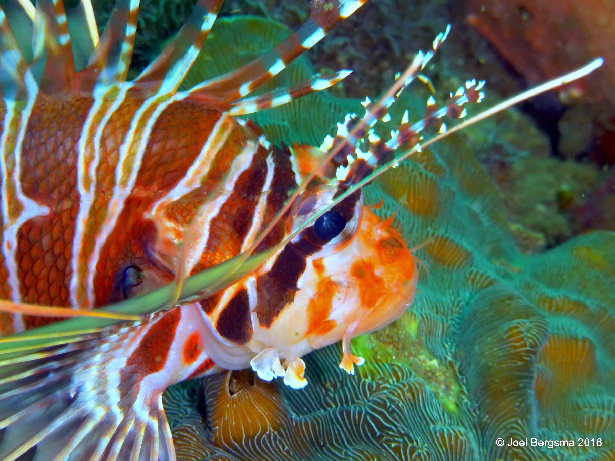 Lionfish, Komodo, 2016