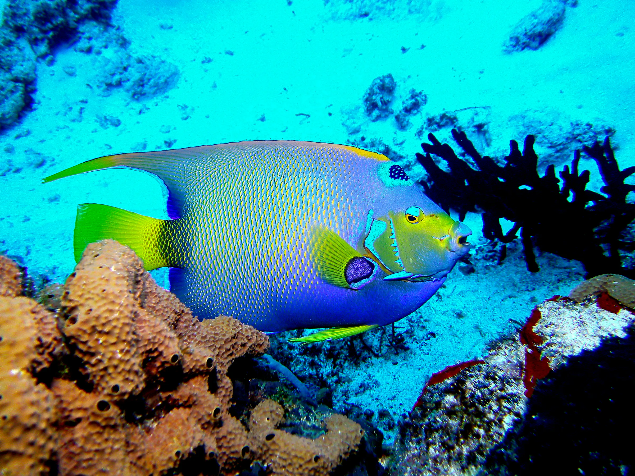 Queen Angelfish. See Gerald Allen, et al, Reef Fish Identification - Tropical Pacific (2003) at page 36.