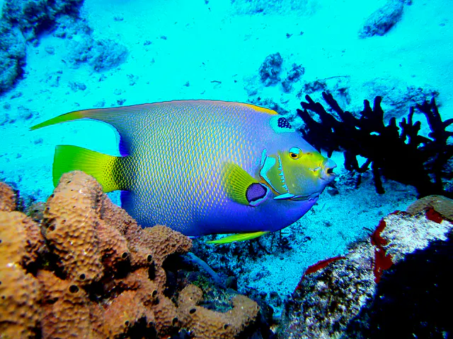 Queen Angelfish. See Gerald Allen, et al, Reef Fish Identification - Tropical Pacific (2003) at page 36.