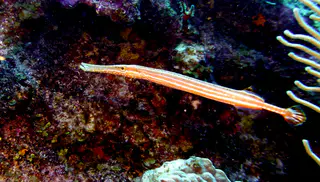 Underwater photograph by Joel Bergsma