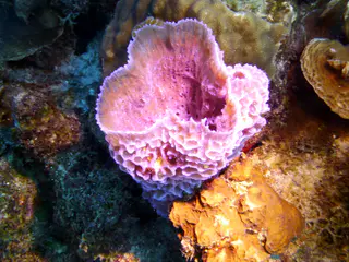 Underwater photograph by Joel Bergsma