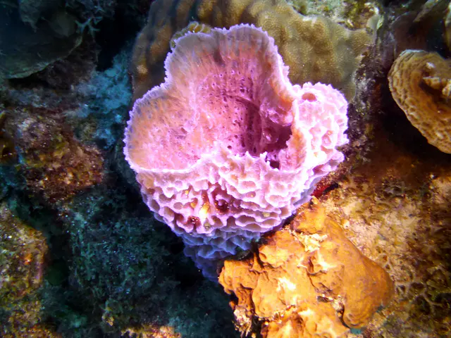 Underwater photograph by Joel Bergsma