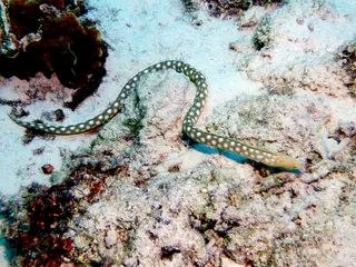 Underwater photograph by Joel Bergsma