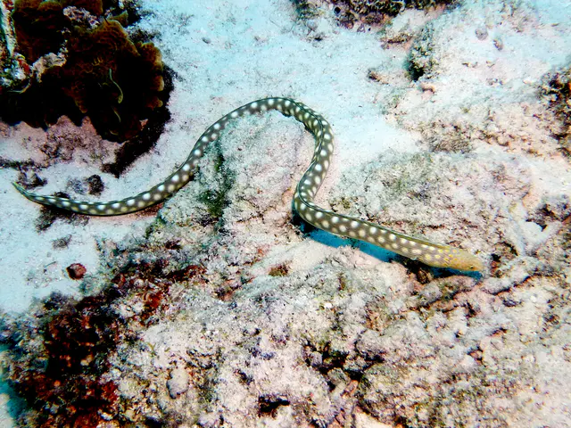 Underwater photograph by Joel Bergsma