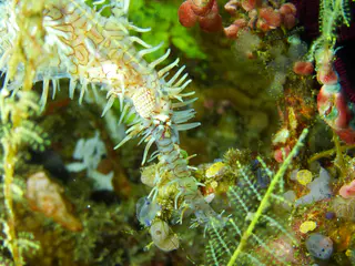 Ornate Ghost Pipefish.  Gerald Allen, et al, Reef Fish Identification - Tropical Pacific (2003), page 423.