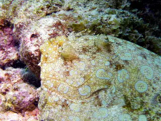 Underwater photograph by Joel Bergsma