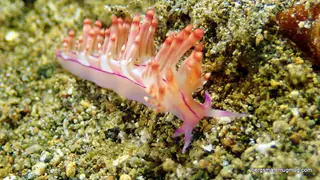 Underwater photograph by Joel Bergsma