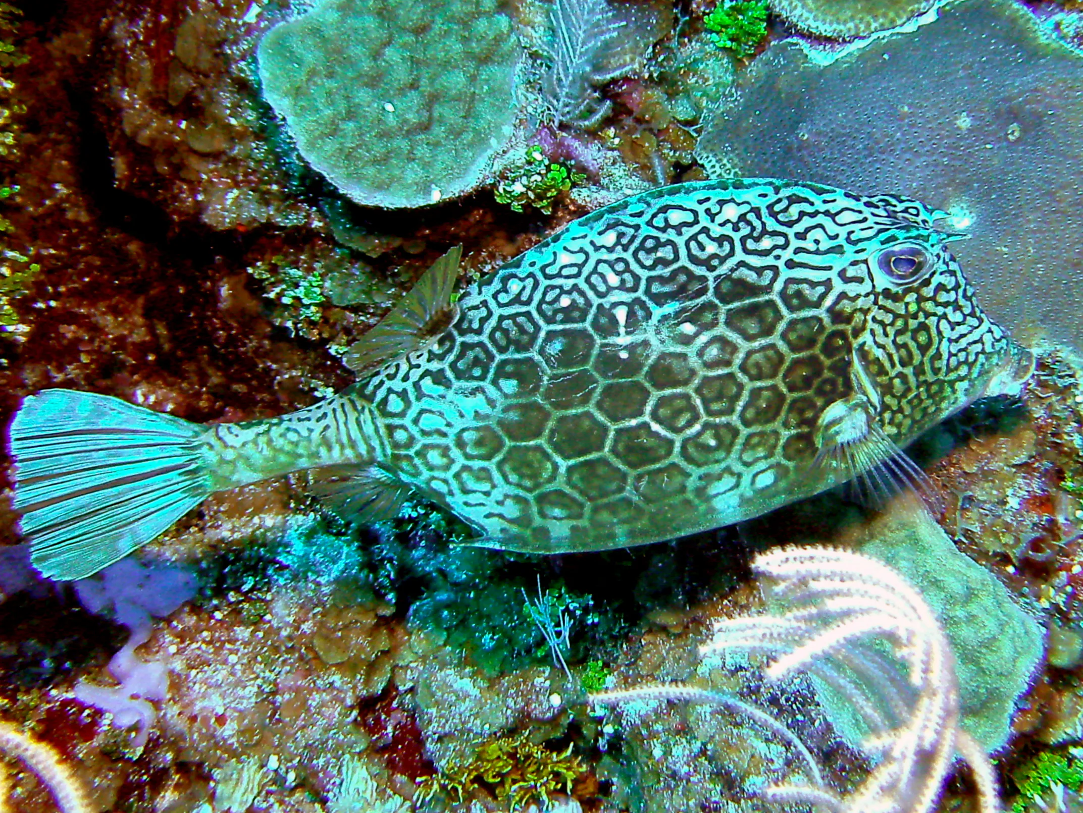 Honeycomb Cowfish.  Its forehead has two horns portruding.
