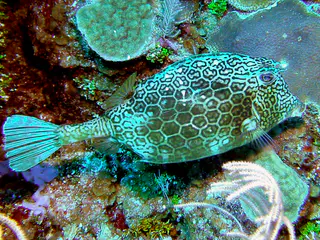 Honeycomb Cowfish.  Its forehead has two horns portruding.