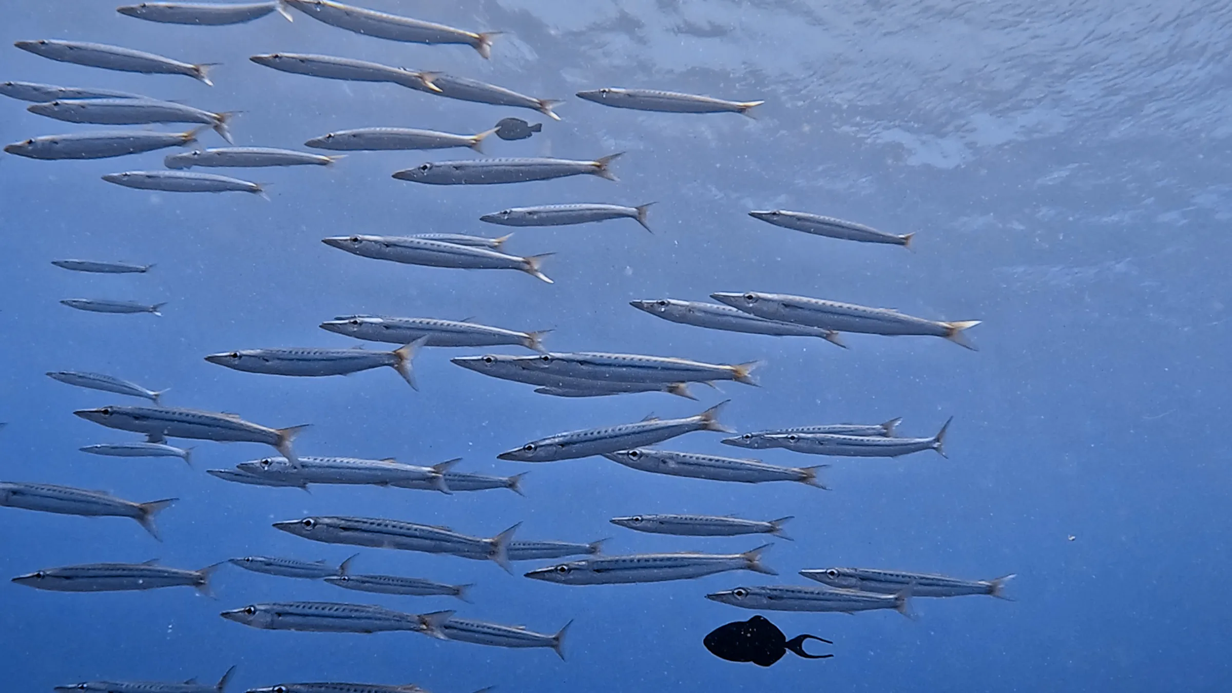 Philippines underwater photograph, 2026