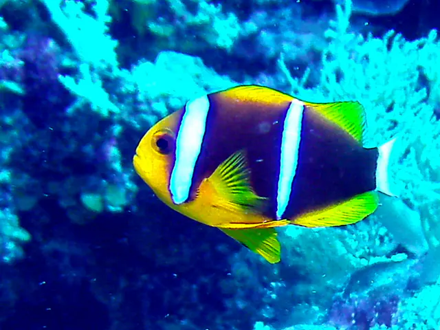 Orange-finned Anemonefish.  See Gerald Allen, et al, Reef Fish Identification - Tropical Pacific (2003) at page 64.
