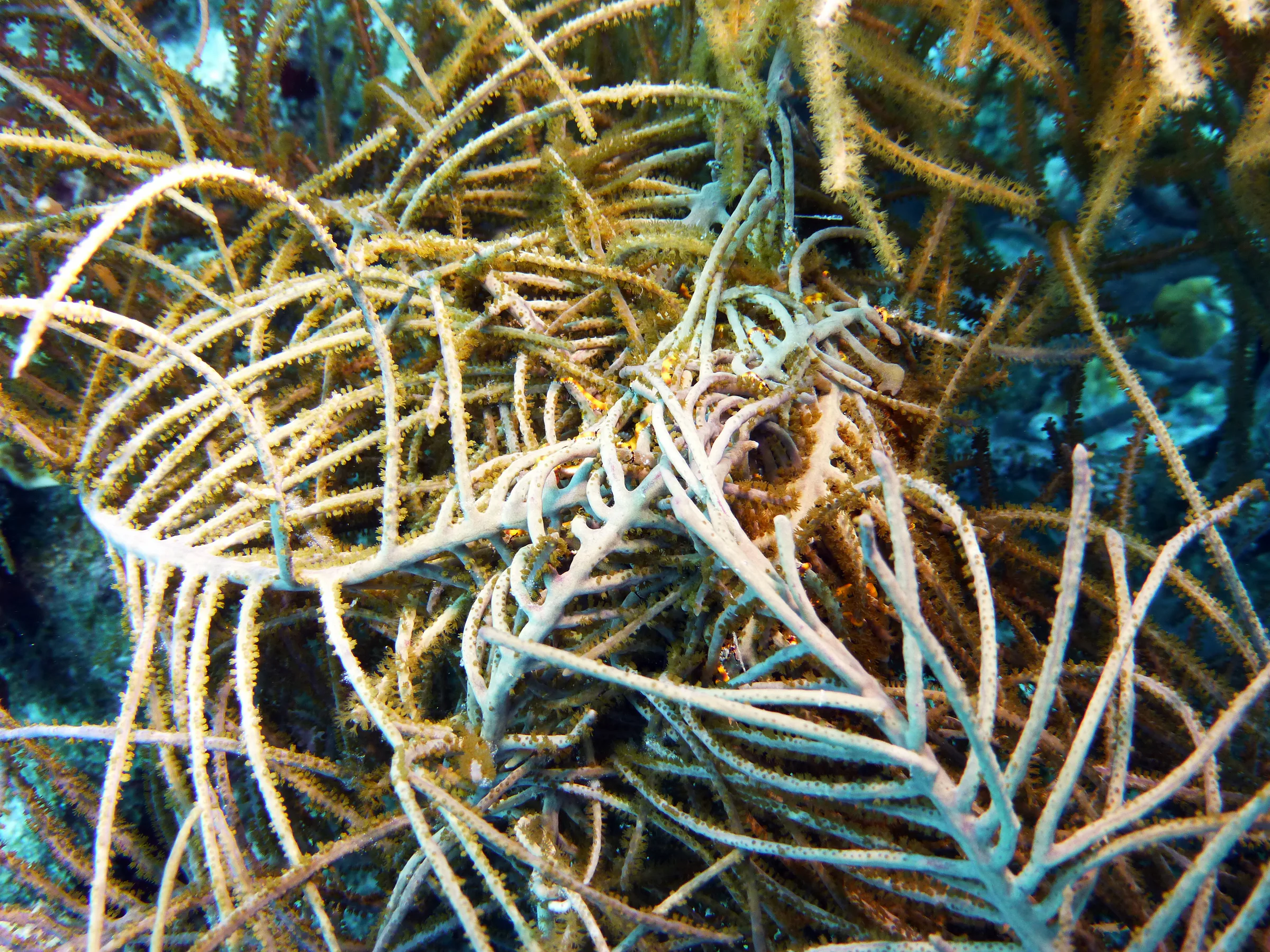 Worm, Bonaire, 2013