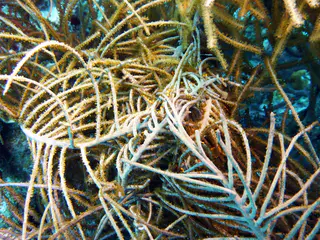 Underwater photograph by Joel Bergsma