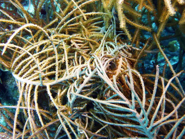 Underwater photograph by Joel Bergsma