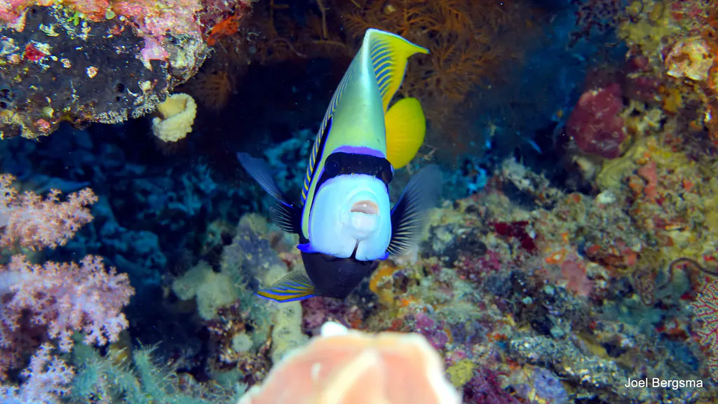 Underwater photograph by Joel Bergsma