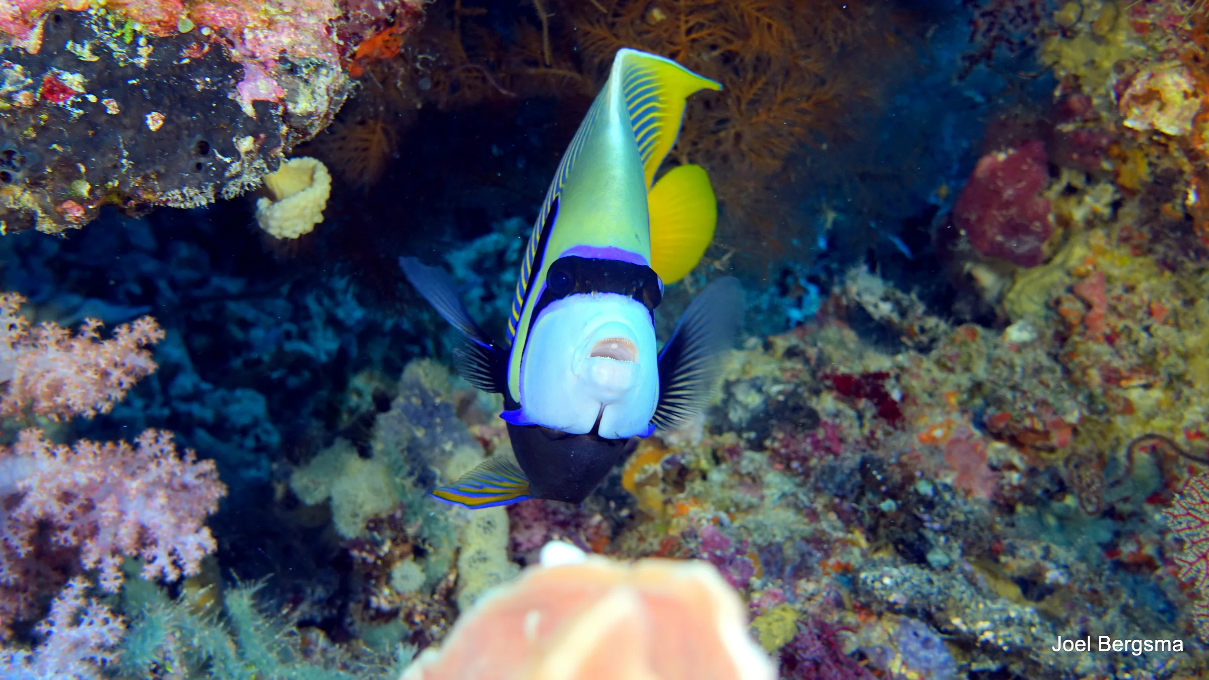Angelfish, Philippines, 2017