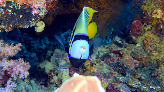 Underwater photograph by Joel Bergsma
