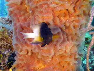 Underwater photograph by Joel Bergsma
