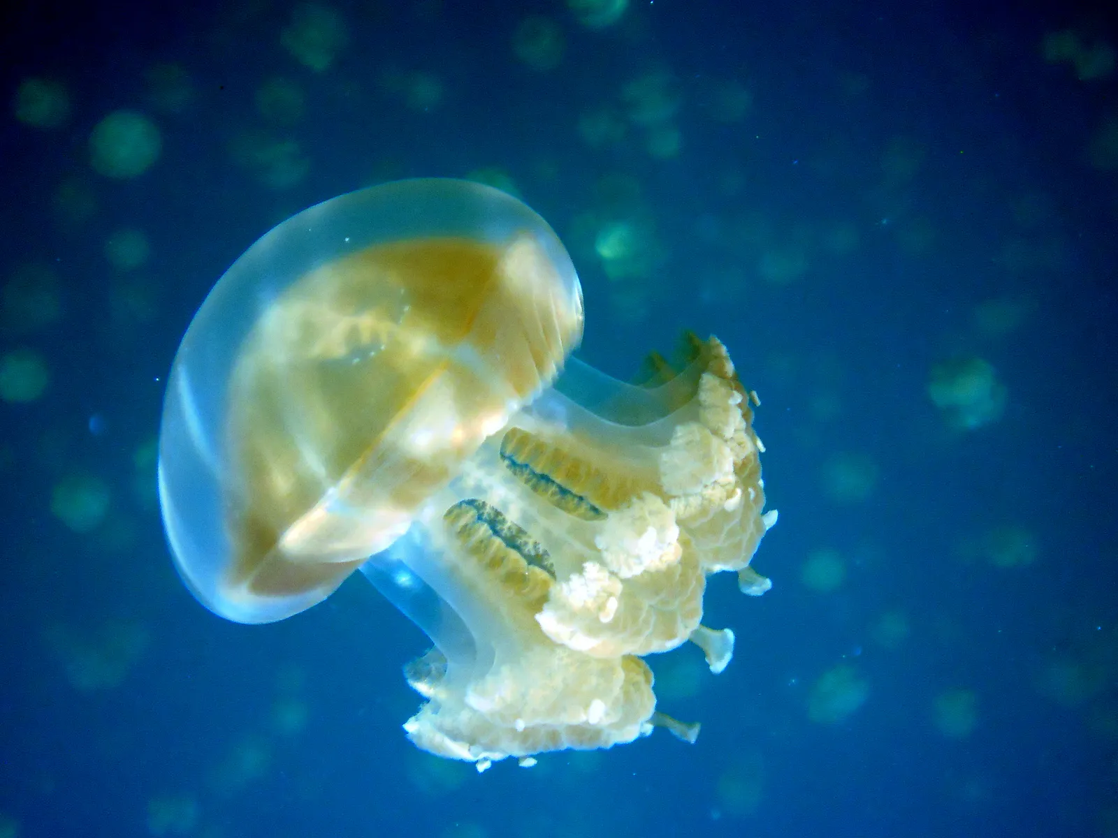 Golden Jellyfish.