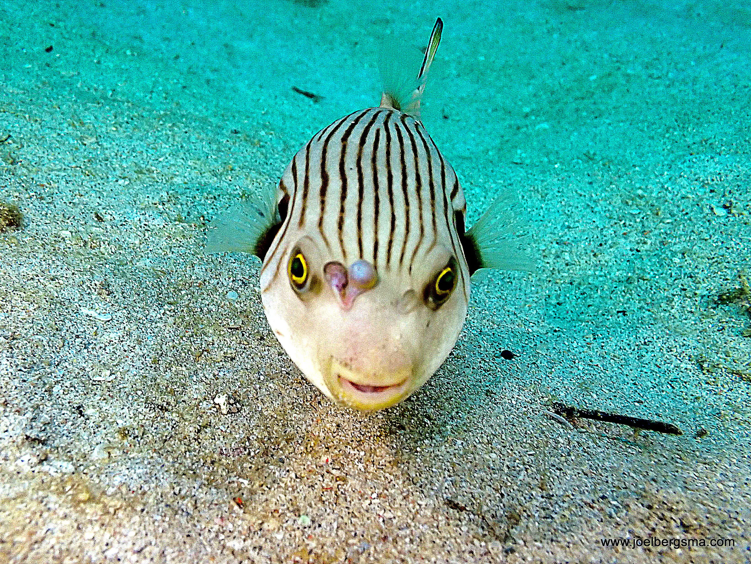 Philippines underwater photograph, 2022