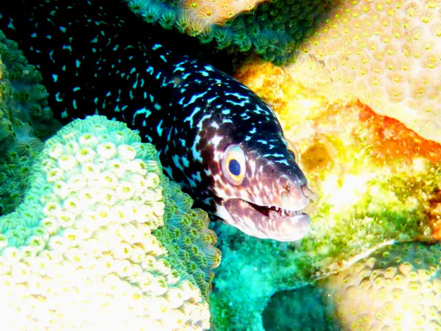Underwater photograph by Joel Bergsma