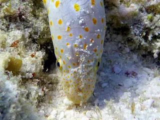 Underwater photograph by Joel Bergsma