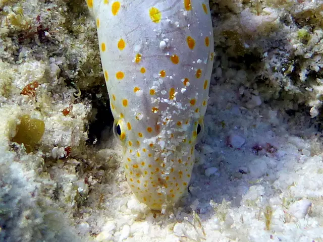 Underwater photograph by Joel Bergsma