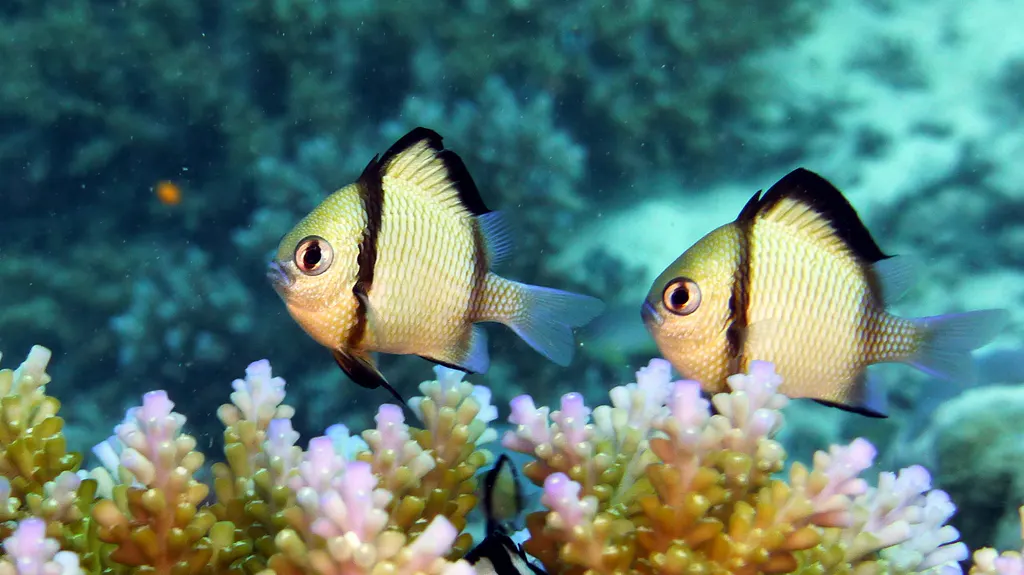 Underwater photograph by Joel Bergsma