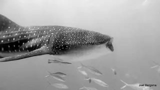 Underwater photograph by Joel Bergsma