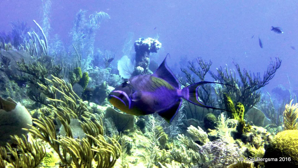 Underwater photograph by Joel Bergsma