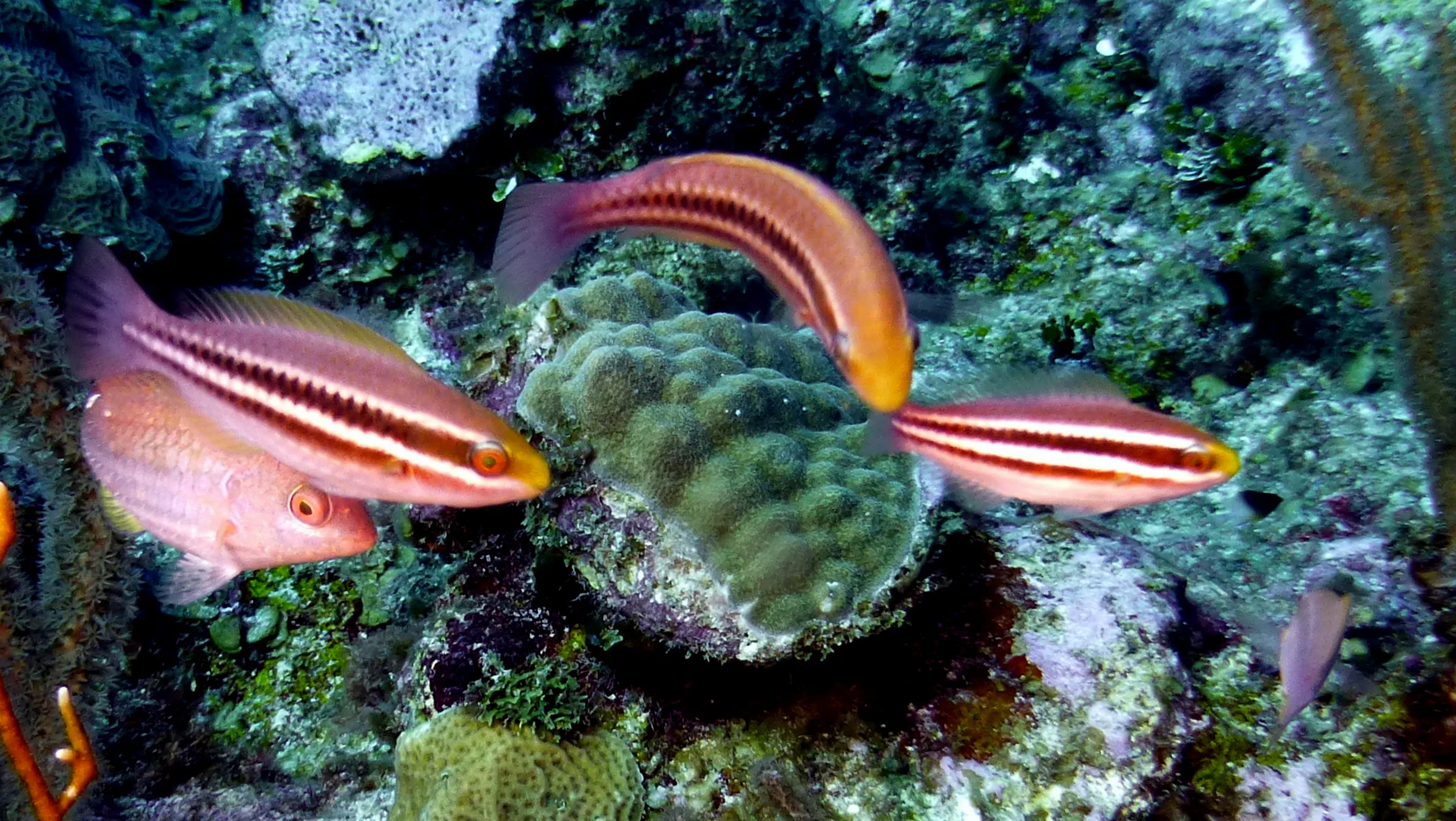 Parrotfish, Belize, 2017
