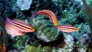 Underwater photograph by Joel Bergsma
